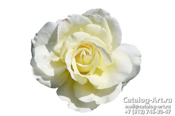 White roses 14